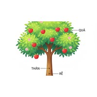 Viết một đoạn văn ngắn tả một bộ phận của cây (lá, hoa, quả, rễ, thân)