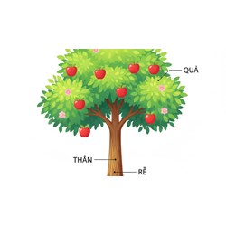 Viết một đoạn văn ngắn tả một bộ phận của cây (lá, hoa, quả, rễ, thân)