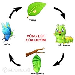 Tại sao sâu bướm phá hoại mùa màng trong khi bướm trưởng thành không gây hại?
