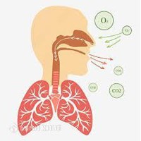 Trao đổi khí ở phổi là quá trình?
