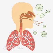 Trao đổi khí ở phổi là quá trình?