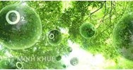 Oxi trong quang hợp có nguồn gốc từ đâu?