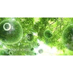 Oxi trong quang hợp có nguồn gốc từ đâu?