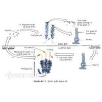 So sánh sinh sản vô tính và sinh sản hữu tính chuẩn nhất