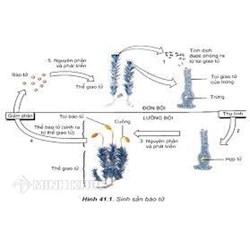 So sánh sinh sản vô tính và sinh sản hữu tính chuẩn nhất