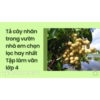 Tả cây nhãn trong vườn nhà em chọn lọc (Tập làm văn lớp 4)