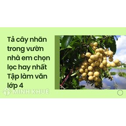 Tả cây nhãn trong vườn nhà em chọn lọc (Tập làm văn lớp 4)