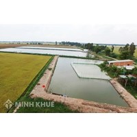 Đất trồng lúa có được đào ao thả cá không? Làm sao để hợp pháp?