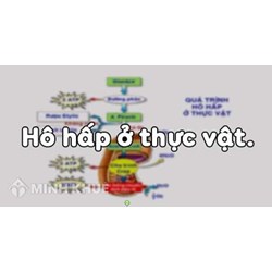 Quá trình hô hấp ở thực vật có ý nghĩa nào sau đây?