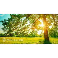 Tả mùa hè hay, ấn tượng nhất Tập làm văn lớp 5
