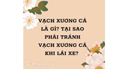 Vạch xương cá là gì? Tại sao phải tránh vạch xương cá khi lái xe?