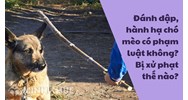 Đánh đập, hành hạ chó mèo có phạm luật không? Bị xử phạt thế nào?