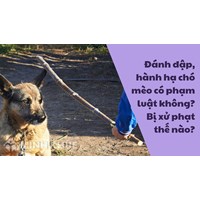 Đánh đập, hành hạ chó mèo có phạm luật không? Bị xử phạt thế nào?