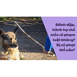 Đánh đập, hành hạ chó mèo có phạm luật không? Bị xử phạt thế nào?