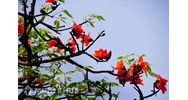 Tả cây hoa gạo siêu hay kèm dàn ý chi tiết Tập làm văn lớp 4