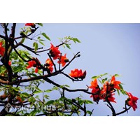 Tả cây hoa gạo siêu hay kèm dàn ý chi tiết Tập làm văn lớp 4