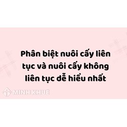 Phân biệt nuôi cấy liên tục và nuôi cấy không liên tục dễ hiểu nhất