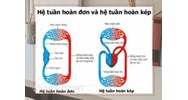 Phân biệt hệ tuần hoàn đơn và hệ tuần hoàn kép chi tiết, dễ hiểu