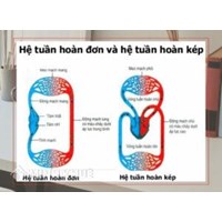 Phân biệt hệ tuần hoàn đơn và hệ tuần hoàn kép chi tiết, dễ hiểu