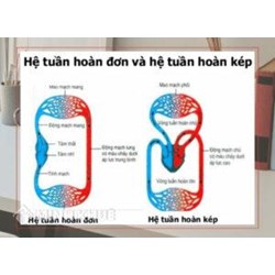 Phân biệt hệ tuần hoàn đơn và hệ tuần hoàn kép chi tiết, dễ hiểu