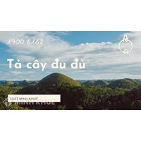 Tả cây đu đủ nhà em chọn lọc hay nhất Tập làm văn lớp 4