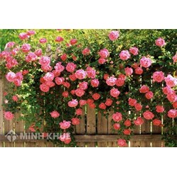 Tả cây hoa hồng mà em yêu thích hay nhất Tập làm văn lớp 5