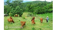 Xây dựng chuồng trại trên đất trồng cây lâu năm có được không?
