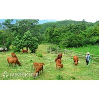 Xây dựng chuồng trại trên đất trồng cây lâu năm có được không?