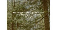 Đất rừng phòng hộ là gì? Có chuyển sang đất rừng sản xuất được không?