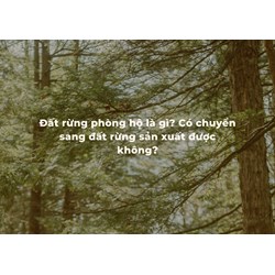 Đất rừng phòng hộ là gì? Có chuyển sang đất rừng sản xuất được không?