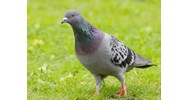 Tả về một loài chim mà em yêu thích chọn lọc hay nhất