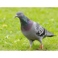 Tả về một loài chim mà em yêu thích chọn lọc hay nhất