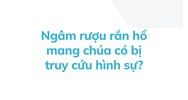 Ngâm rượu rắn hổ mang chúa có bị truy cứu hình sự?