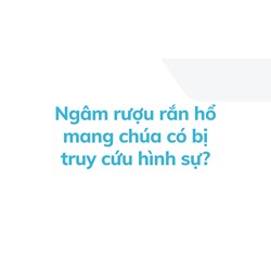 Ngâm rượu rắn hổ mang chúa có bị truy cứu hình sự?