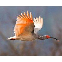 Có được phép nuôi các loài chim quý  ở rừng  hay không?