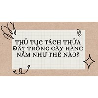 Thủ tục tách thửa đất trồng cây hàng năm như thế nào?