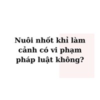 Nuôi nhốt khỉ làm cảnh có vi phạm pháp luật không?