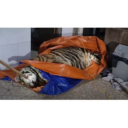Nấu cao hổ có bị xử lý hình sự hay không?