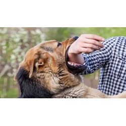 Bị chó hàng xóm cắn tử vong thì có bị hình sự không?