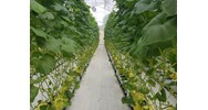 Thủ tục xác nhận trực tiếp sản xuất nông nghiệp như thế nào?