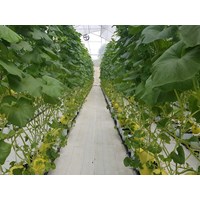 Thủ tục xác nhận trực tiếp sản xuất nông nghiệp như thế nào?