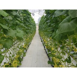 Thủ tục xác nhận trực tiếp sản xuất nông nghiệp như thế nào?