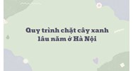 Quy trình chặt cây xanh lâu năm ở Hà Nội