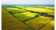 Sử dụng đất ruộng có được cấp sổ đỏ hay không?