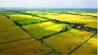 Sử dụng đất ruộng có được cấp sổ đỏ hay không?
