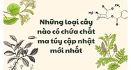 Những loại cây nào có chứa chất ma túy cập nhật mới nhất