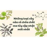 Những loại cây nào có chứa chất ma túy cập nhật mới nhất