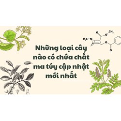 Những loại cây nào có chứa chất ma túy cập nhật mới nhất
