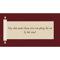 Xây nhà nuôi chim yến trái phép thì xử lý thế nào?
