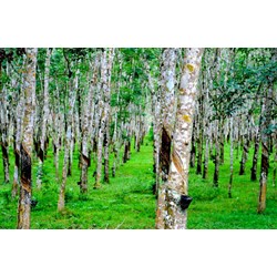 Đất trồng cây lâu năm bị thu hồi có được tái định cư không?